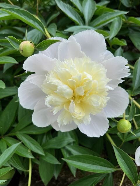 A Peony for your thoughts